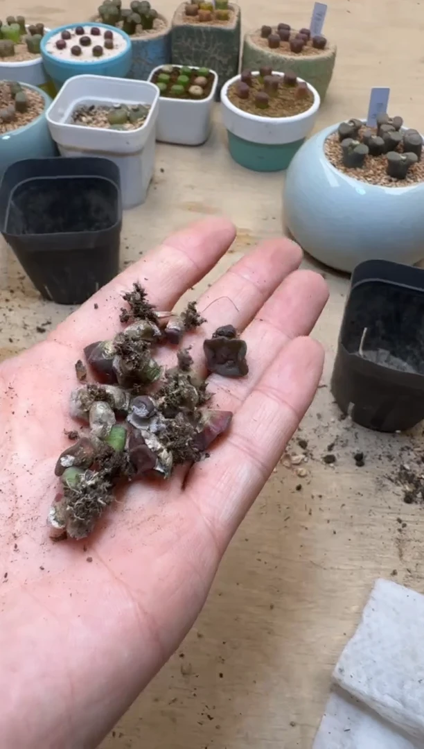 【闪购商品】1/24-175