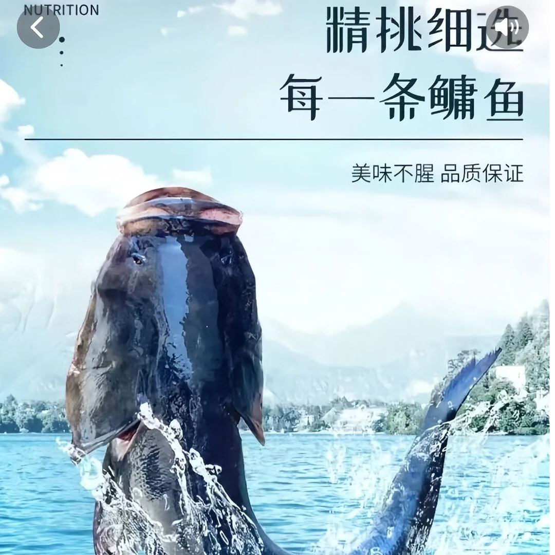 南湖陕西汉中南湖有机胖头花鲢鱼库区直发（鲜活川陕专拍）