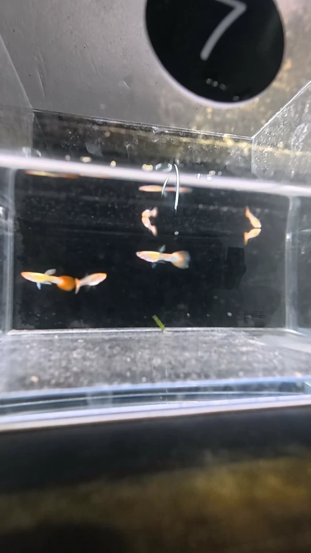 孔雀鱼7号两单包邮