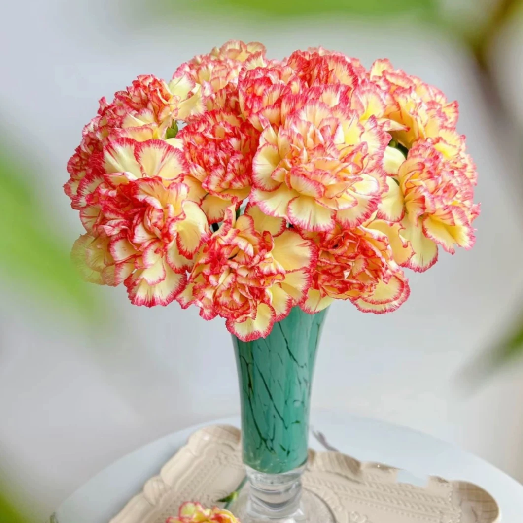 俏新娘康乃馨水养 云南鲜花 基地直发