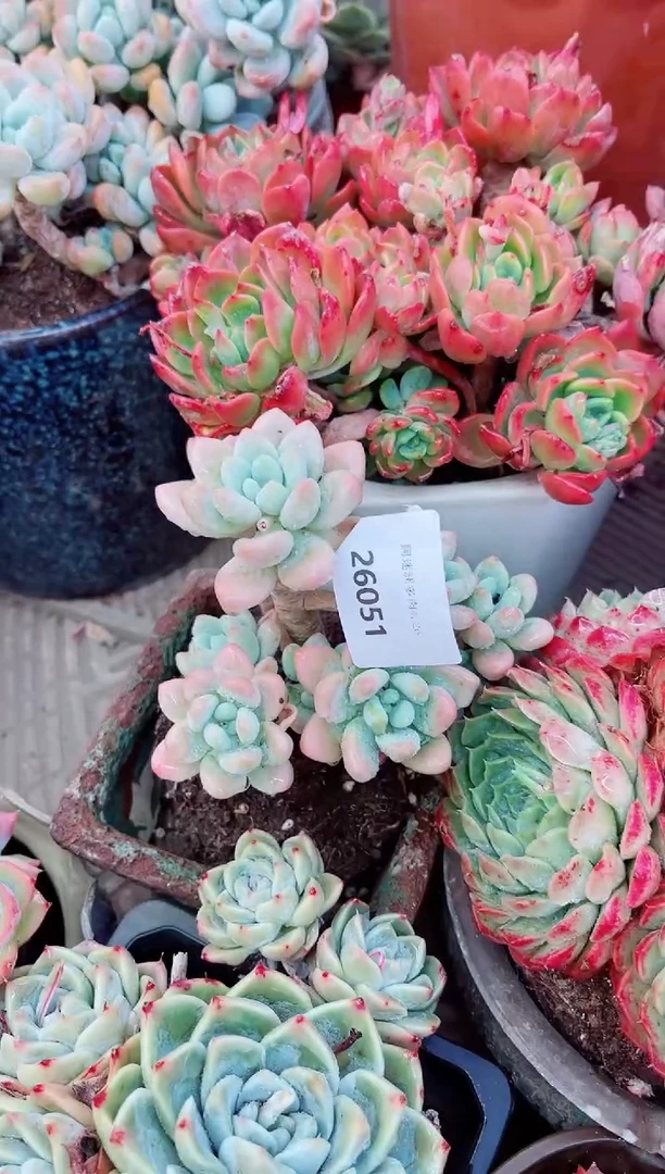 26051多肉植物一物一拍