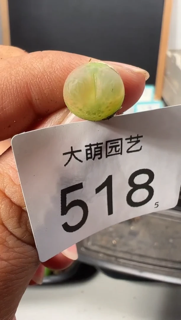 【闪购商品】+++518