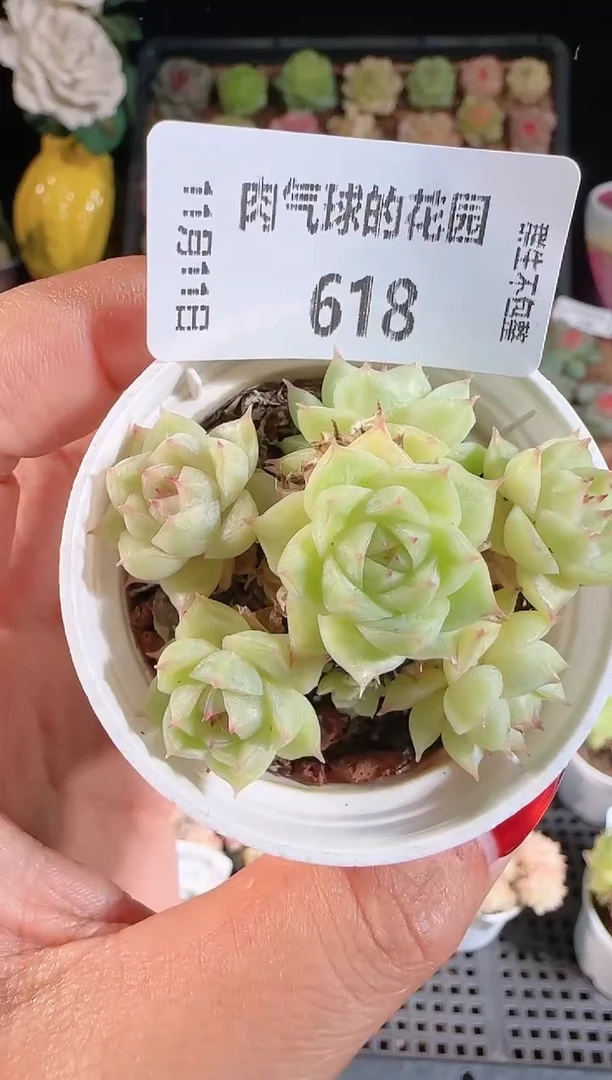 1111-618（群生不包整）