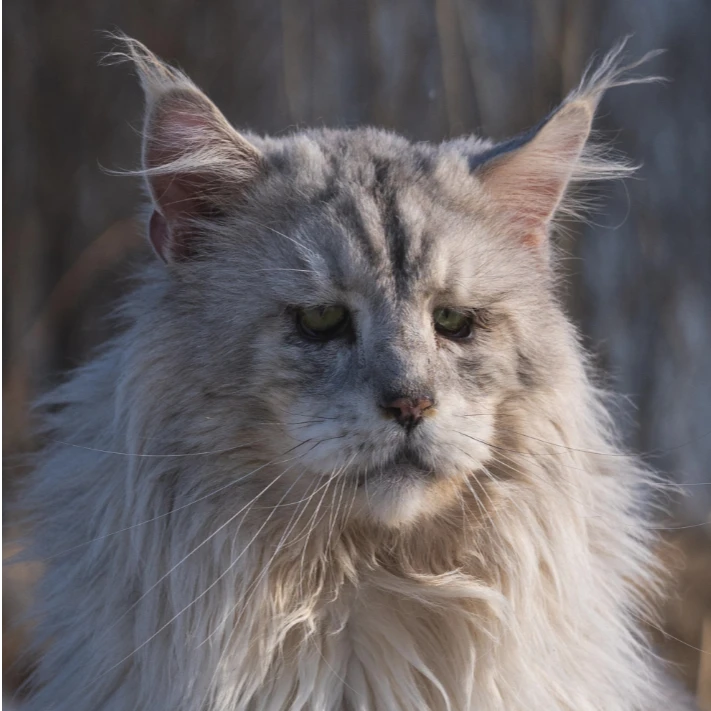 【雪老板的猫】缅因猫活体链接