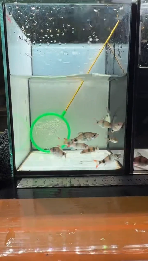 海水鱼克里苗999