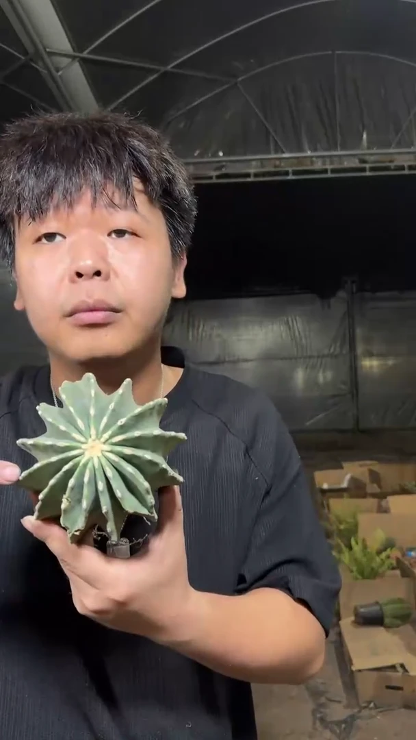 大号 无刺王冠龙 [带根]