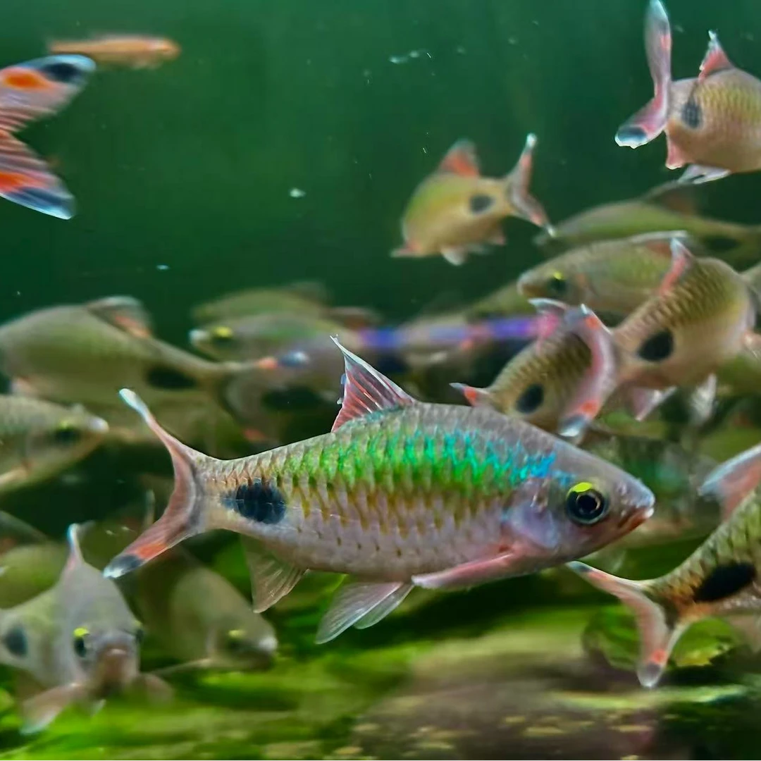 紫红两点鲫老版  道金斯鲃