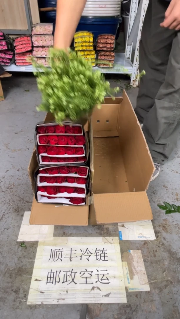 高原红3扎+绿林草