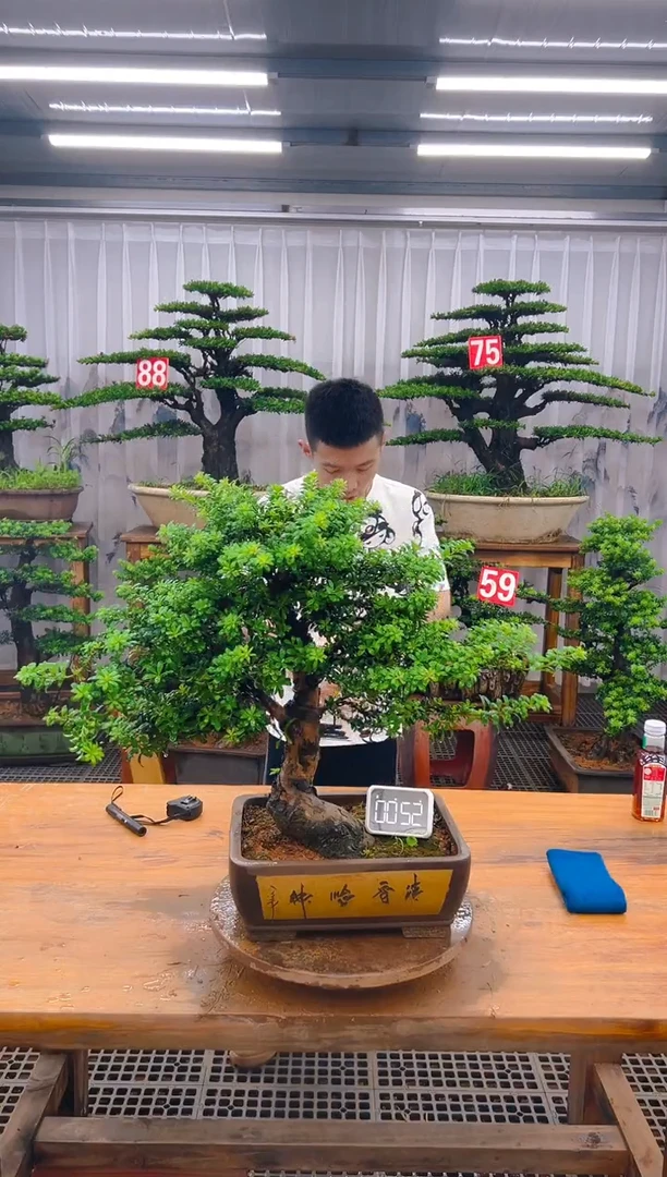 无花朵精品盆景直播间一物一拍