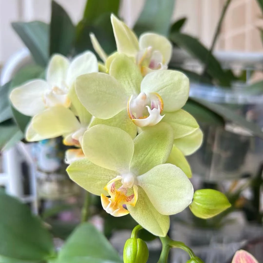 带剑《绿水晶》2.8寸杯蝴蝶兰【根少】【任意满两颗包邮发货】