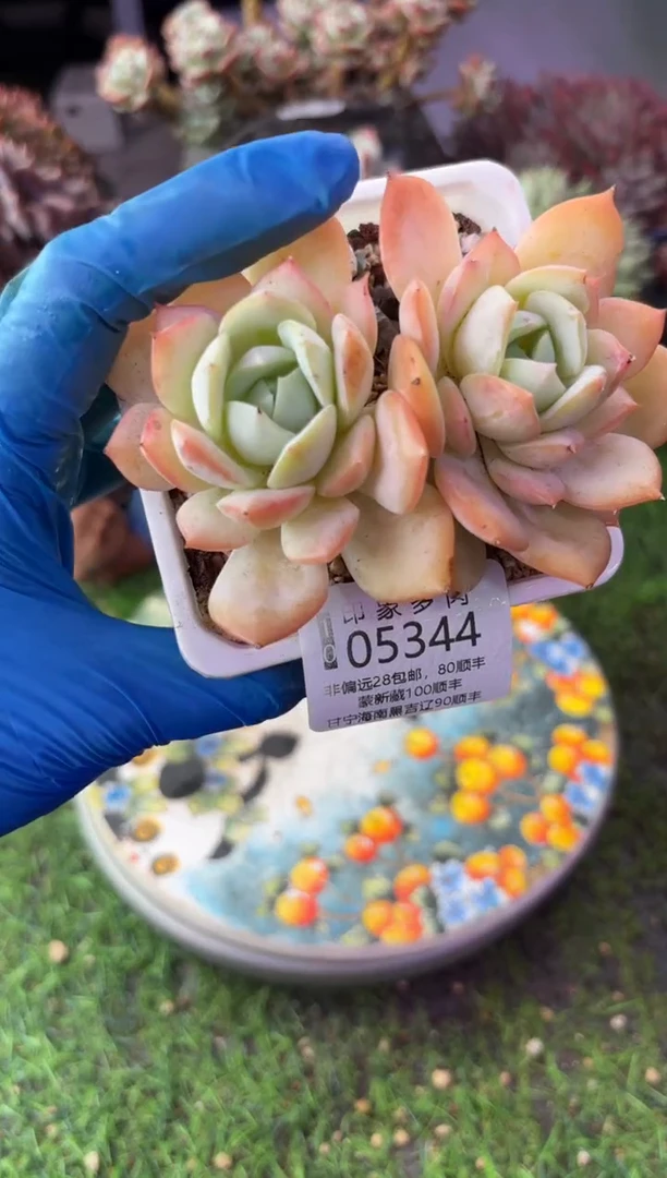 昆明印象多肉05344