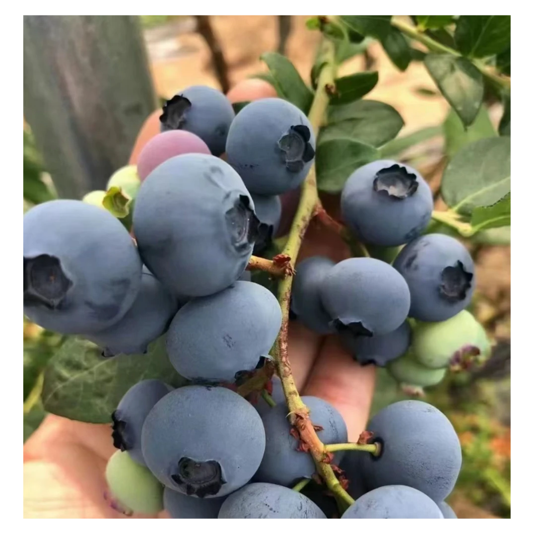 庄河本地蓝莓L25花香新鲜水果坏果包赔