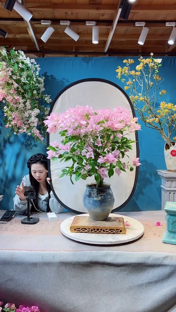 大量花朵（建议范围：8朵-15朵 或40%以上）巴西紫三角梅