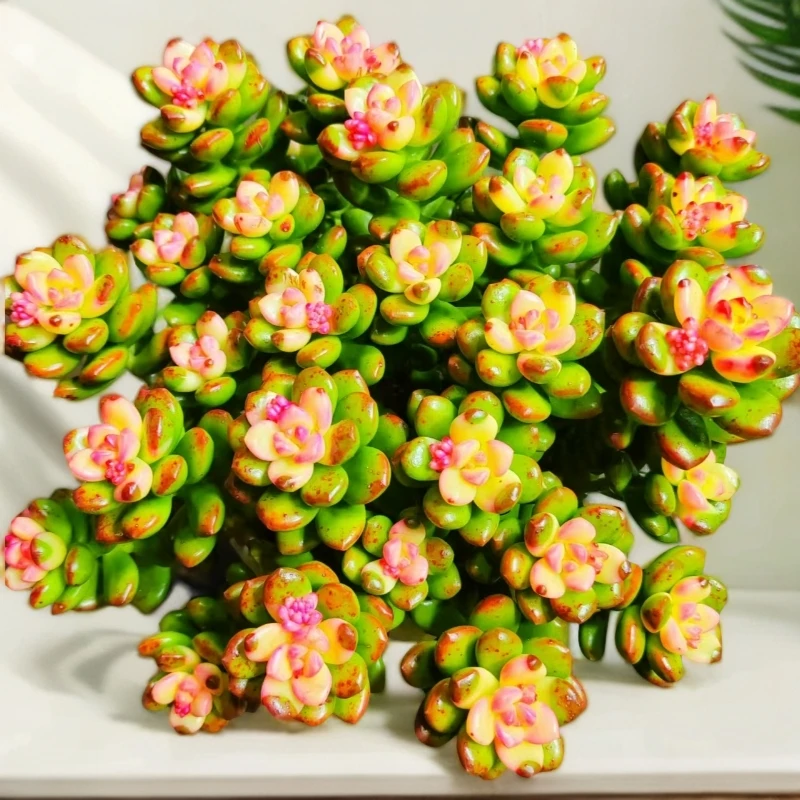 【巨无霸彩虹香豆】带盆带土 云南红太阳多肉 星花怒放 多肉盆栽