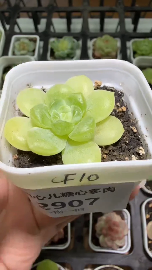 2907  CF10多肉植物