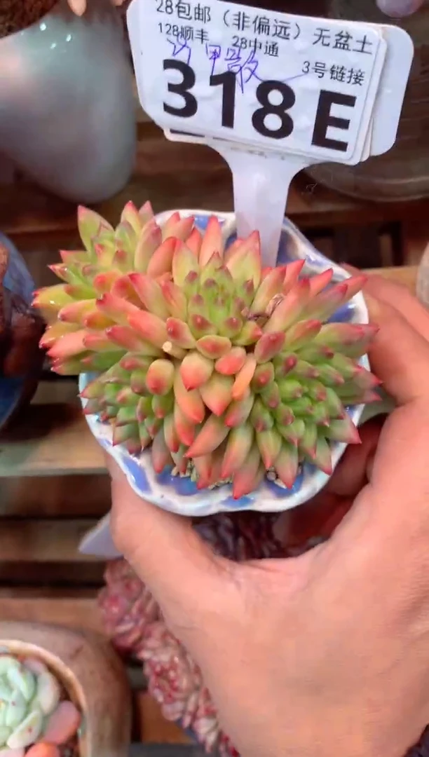 318E（一物一拍，精品多肉，w所见即所得