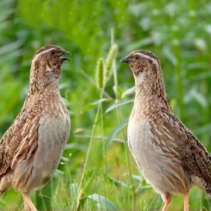 青年鹌鹑中小型养殖宠物鸟包邮