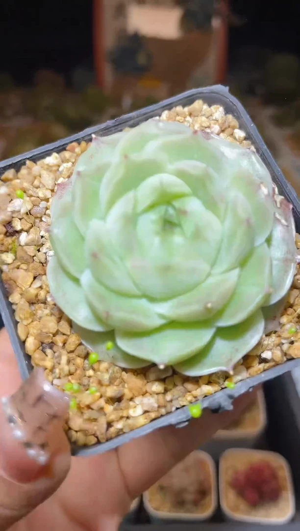 【闪购商品】148玫瑰珍妮