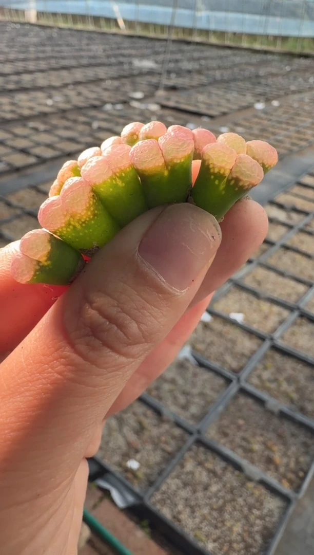 91多肉植物肉锥粉泡泡风铃一颗