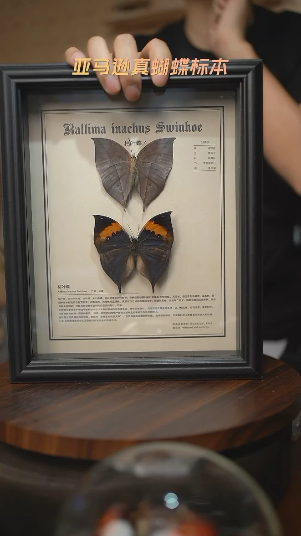 枯叶蝶正反两只中文版10寸欧式框