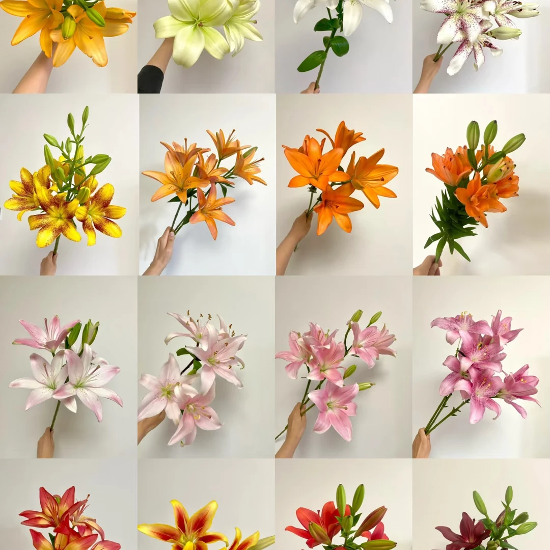 【一单不售后|百合】新手友好 花期长  鲜切花斗南源头直发