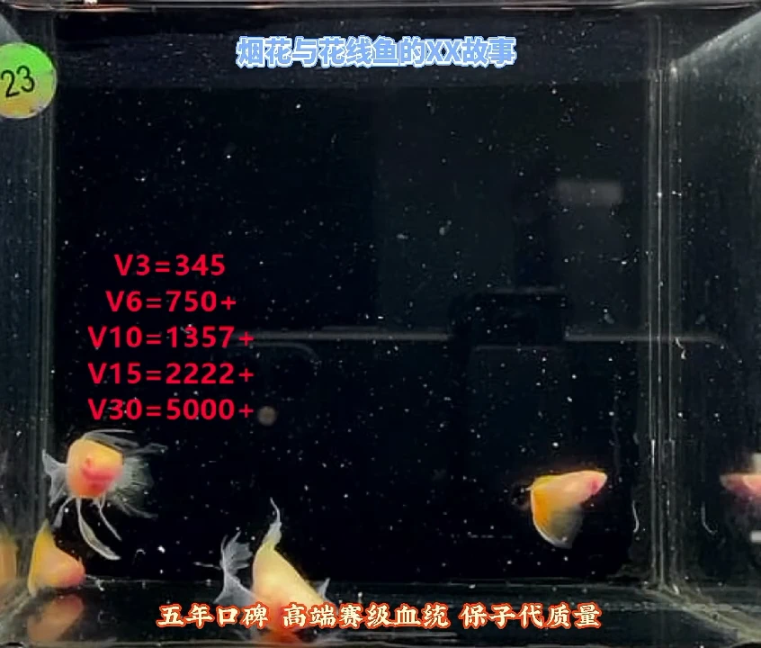 孔雀鱼新幻彩白子绣球高端福利2对