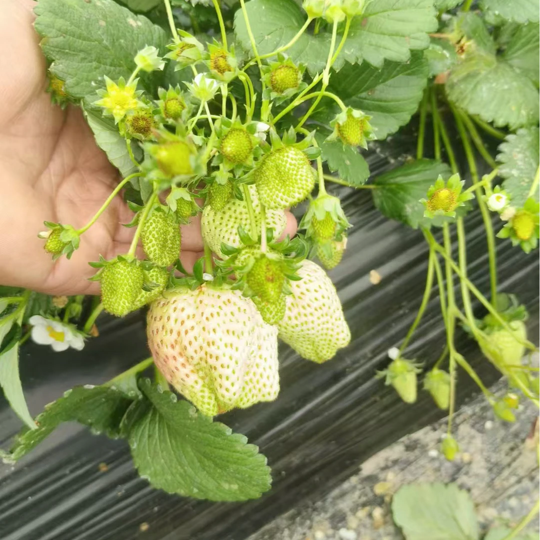 四季苗红颜草莓带花带果阳台种植室内外植物
