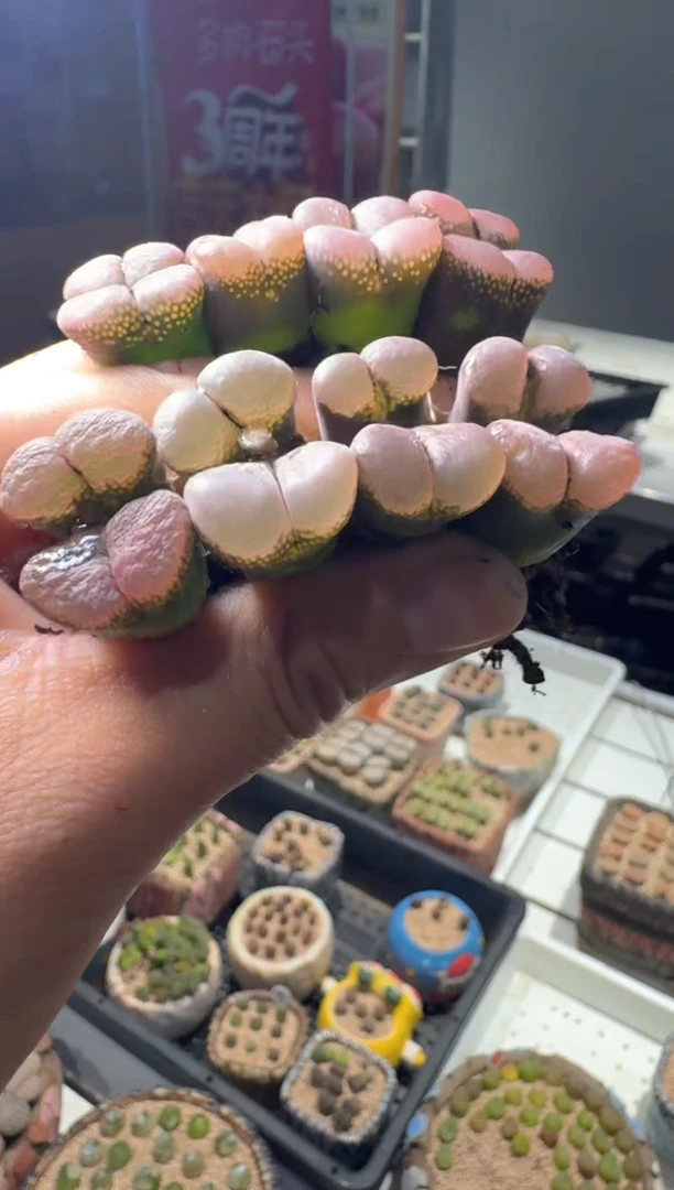 117多肉植物肉锥灵芝窗一颗