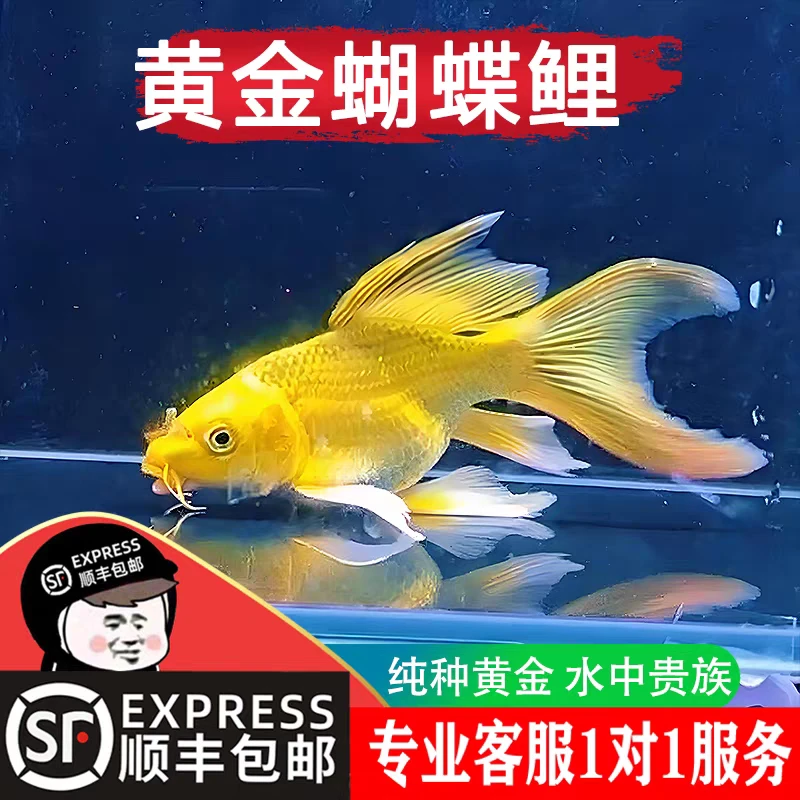 正宗台湾蝴蝶鲤黄金色大鳍大尾风水鱼【包损到家】活体发货