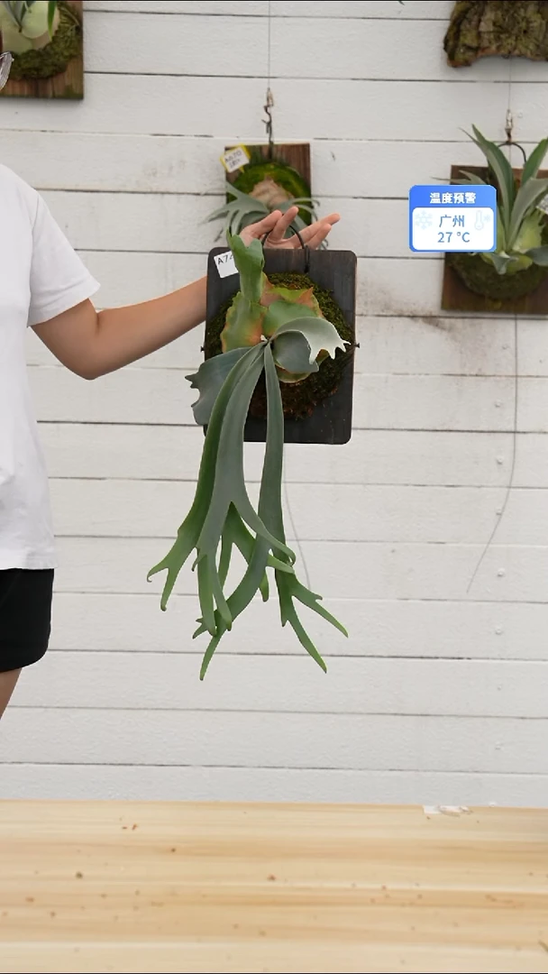 完全开放A743 黄月