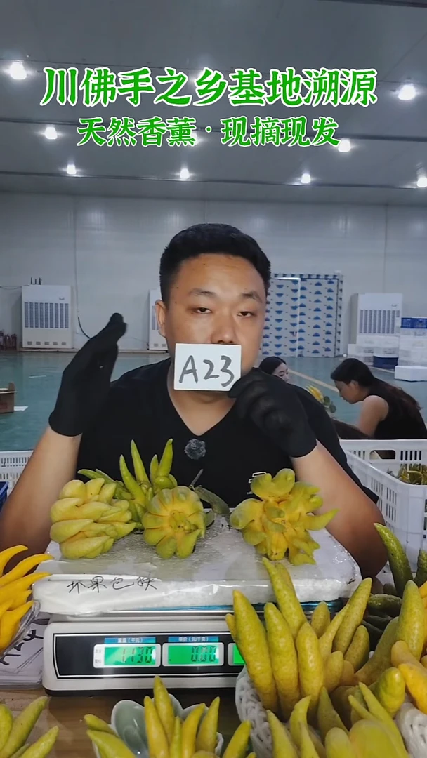 柑橘【一物一拍】川佛手柑鲜果A23