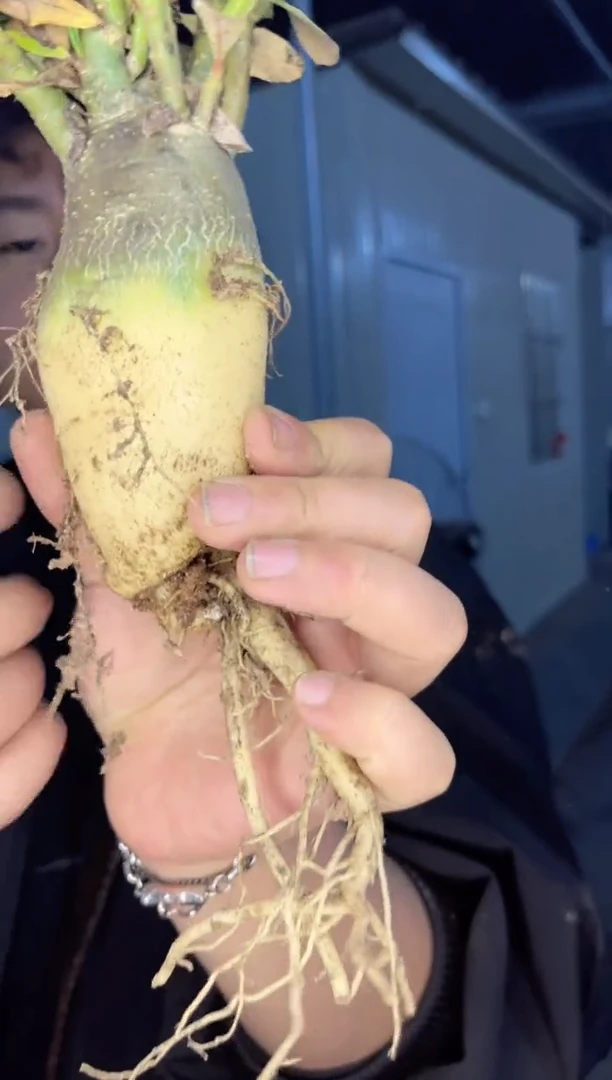 【闪购商品】2颗 沙漠玫瑰