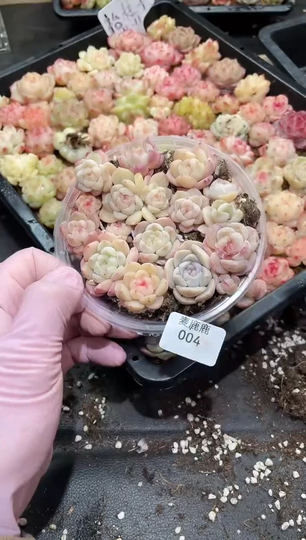 004台柱子      量拍