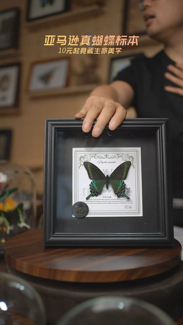 有机玻璃绿带翠凤蝶春型方框