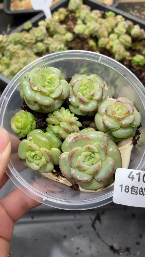 410翡单头600      量拍