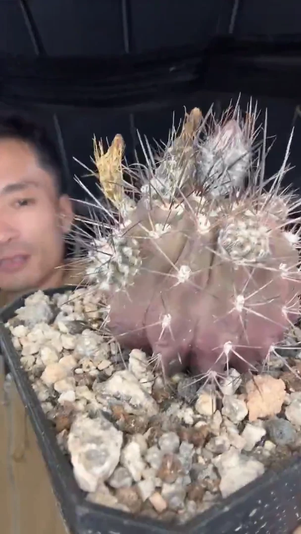 智利球属15.99