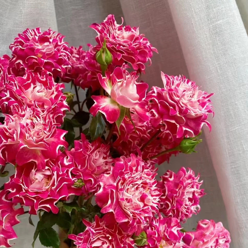 愿望中苗   四季灌木月季