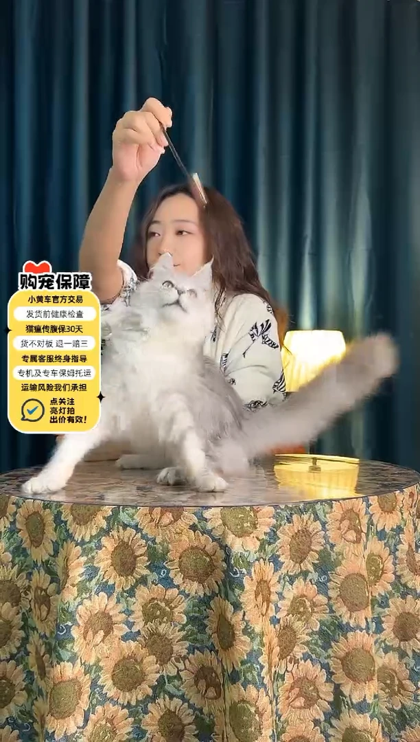 缅因浅银虎斑缅因妹妹