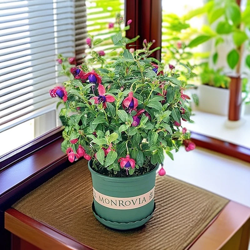 随机花色倒挂金钟盆栽灯笼花带花苞