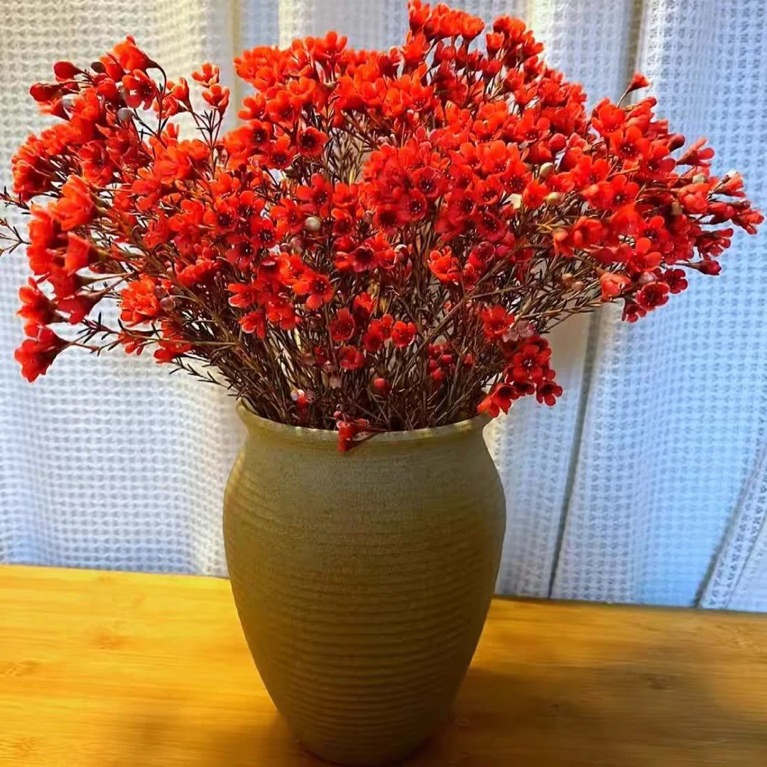 【花妖阁花卉】年宵花澳洲平头腊梅