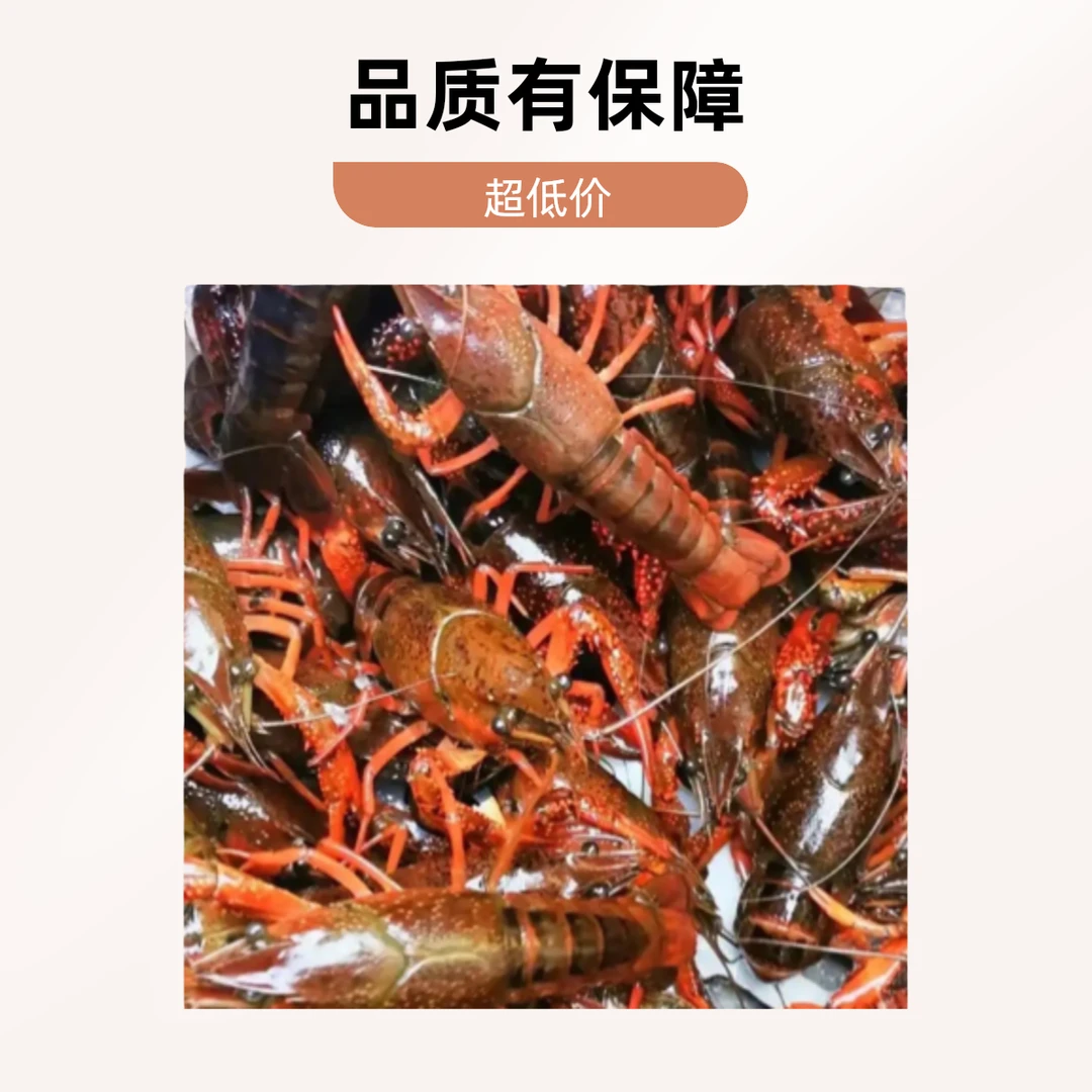 （鲜活小龙虾）小青小龙虾234钱13g-20g