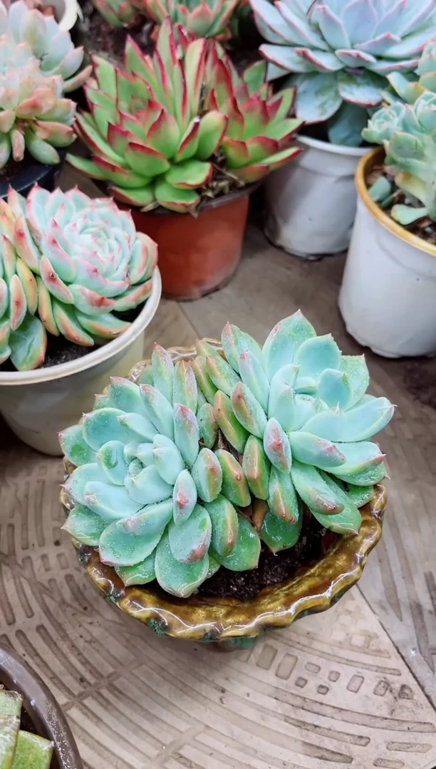 琪*丫26006多肉植物一物一拍