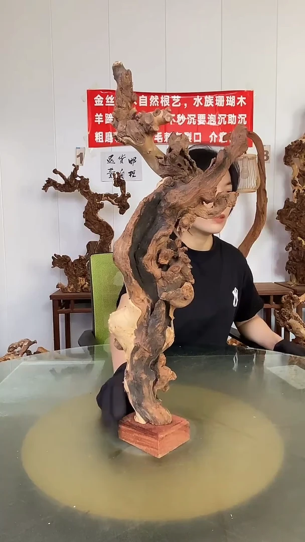 香榧木美**产金丝红木 羊蹄甲