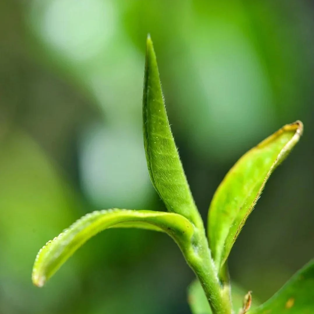 茶山源头【20-2】2025年茶王片区（国某林头春）混采古树茶1000g茶叶