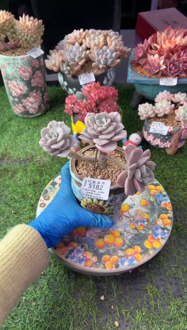 昆明印象多肉5182