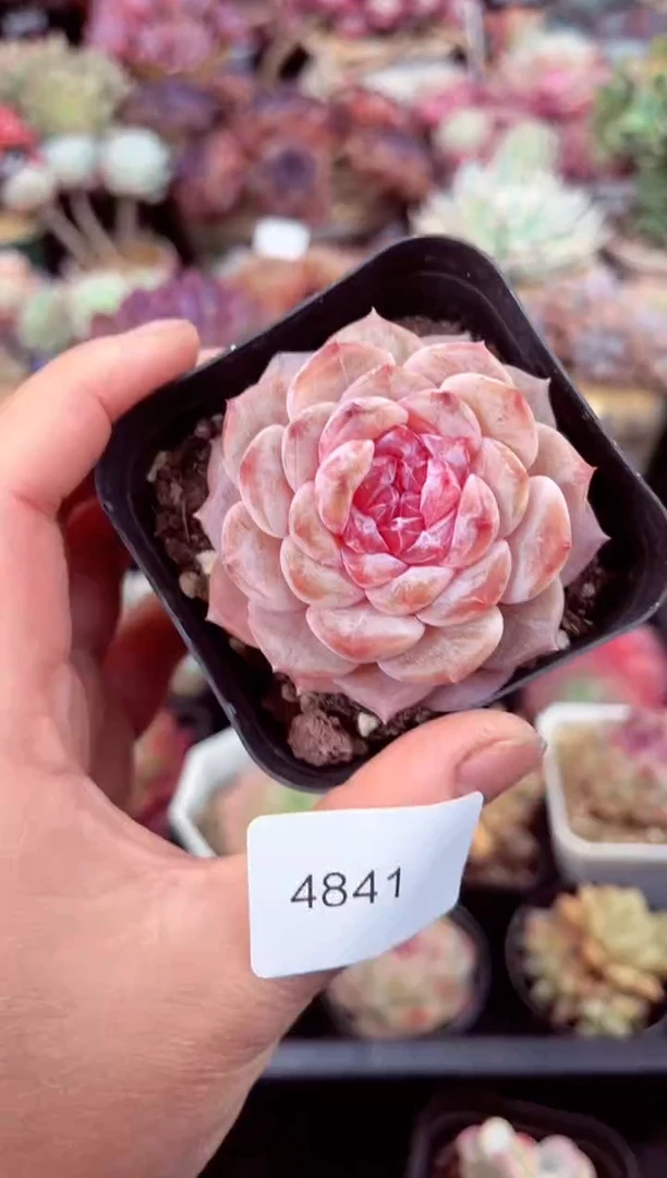 【闪购商品】4841单头糖心多肉