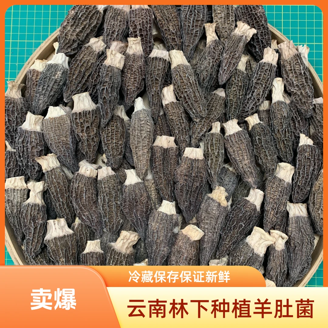 云南干货羊肚菌 六妹 厚肉 6到8厘米 大号 新货头茬 高山林下种植