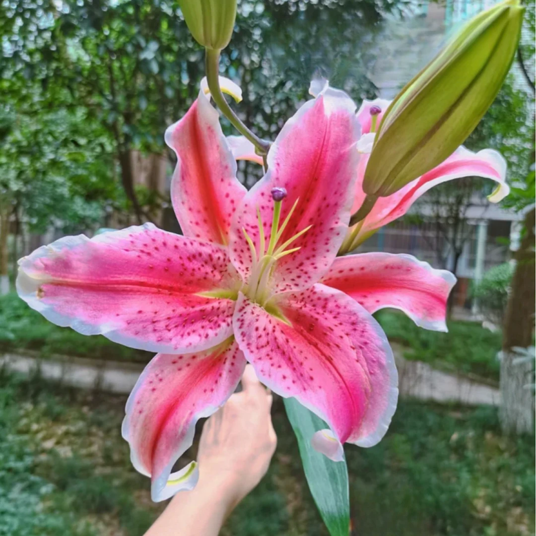【大聪明卖花】玛丽香水百合-任意2单鲜花包邮发货后不支持退款
