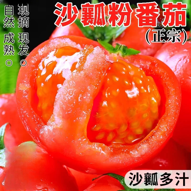 攀枝花西红柿自然熟露天番茄生吃酸甜多汁新鲜采摘水果蔬菜产地发