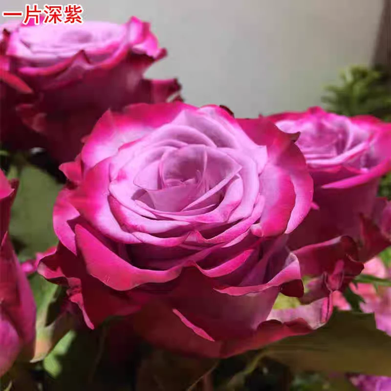 新品一片深紫（Deep Purple）紫红色月季灌木大花直立玫瑰花苗